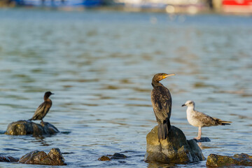 Great Cormorant (Phalacrocorax carbo) perched on a rock in the sea