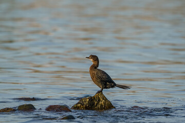 Pygmy Cormorant (Microcarbo pygmaeus) perched on a rock in the sea