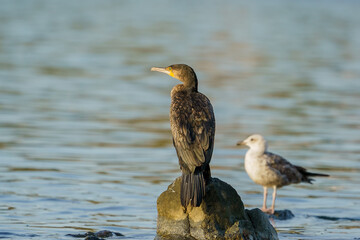 Great Cormorant (Phalacrocorax carbo) perched on a rock in the sea