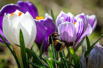 A bumble bee on a crocus in the spring sunshine