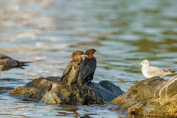 Pygmy Cormorant (Microcarbo pygmaeus) perched on a rock in the sea