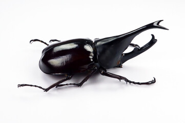 Black rhino beetle isolated on white. Xylotrupes gideon macro close up, dynastes, dynastidae, rhinoceros, collection beetles, insect