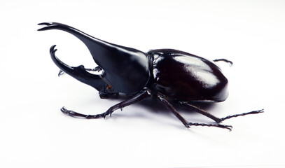 Black rhino beetle isolated on white. Xylotrupes gideon macro close up, dynastes, dynastidae, rhinoceros, collection beetles, insect