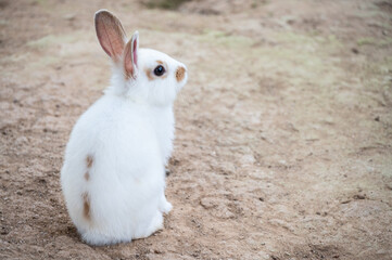 A white rabbit in the nature. Rabbits are often used as a symbol of fertility or rebirth, and have long been associated with spring and Easter.