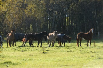Herbstherde. Schöne Pferde auf der herbstlichen Weide