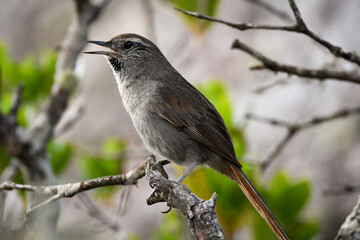 Cipo Canastero (Asthenes luizae) at Serra do Cipó, Minas Gerais, Brazil: A rare and endemic bird