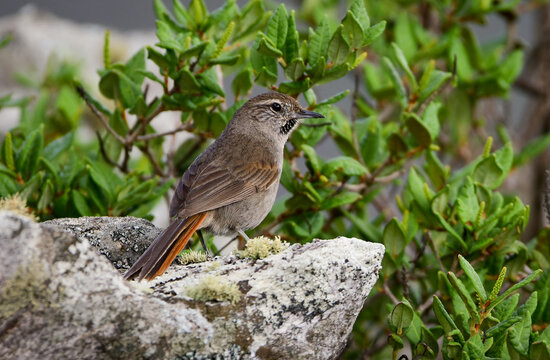 Cipo Canastero (Asthenes luizae) at Serra do Cip&oacute;, Minas Gerais, Brazil: A rare and endemic bird