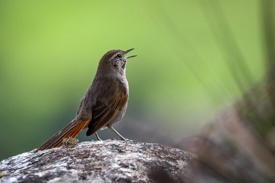 Cipo Canastero (Asthenes luizae) at Serra do Cip&oacute;, Minas Gerais, Brazil: A rare and endemic bird