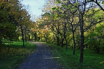 Autumn park alley with yellowing broadleaf trees and nice spray of yellow leaves on the pathway. Late afternoon sunshine. 