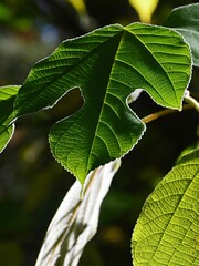 Decorative green leaf of Paper Mullberry tree, also called Tapa Cloth Tree, latin name Broussonetia...