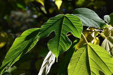 Decorative green leaves of Paper Mullberry tree, also called Tapa Cloth Tree, latin name...