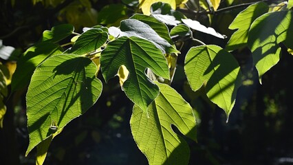 Lobed decorative green leaves of Paper Mullberry tree, also called Tapa Cloth Tree, latin name Broussonetia Papyrifera, in autumn daylight sunshine.  