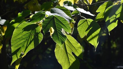 Lobed decorative green leaves of Paper Mullberry tree, also called Tapa Cloth Tree, latin name...