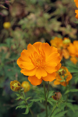 Closeup of a Chinese Globeflower bloom, Derbyshire England
