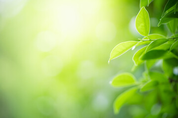 Natural green leaf texture with sun light use for nature background wallpaper cover page 