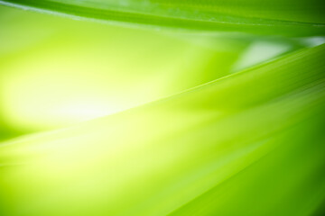 Natural green leaf texture with sun light use for nature background wallpaper cover page 