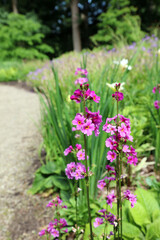 Obraz premium Pink Candalabra Primrose flowers, Derbyshire England 