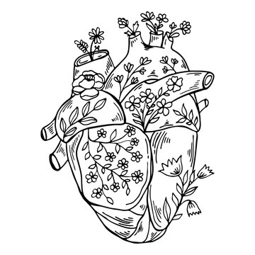 recommend clip art: Anatomical human heart with flowers and leaves line art. Black outline modern witchcraft vector illustration.
