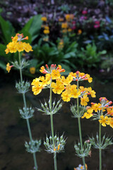 Sunlit Bulley's Primrose flowers, Derbyshire England
