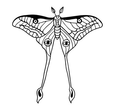 recommend clip art: Butterfly line art illustration. Black outline modern witchcraft insect vector art.