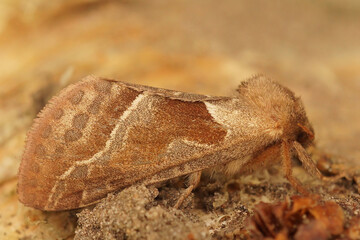 Closeup on a female orange swift hepialid moth, Triodia sylvina, sitting on wood