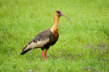 Buff-necked Ibis (Theristicus caudatus)