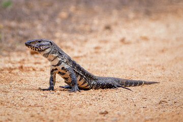 Argentine black and white tegu (Tupinambis meriane)