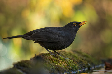 Common blackbird
Turdus merula
