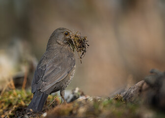 Common blackbird
Turdus merula