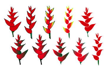 Set of Heliconia flower. Tropical plants. Summer Floral. Hand drawn heliconia flower blossom vector illustration