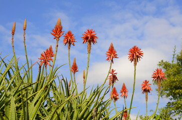 Blooming aloe vera. Red flowers close-up against the blue sky. Medicinal plant in the desert. Concept: Aloe vera cosmetics, exotic flowers.