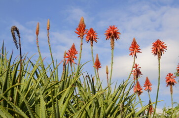 Blooming aloe vera. Red flowers close-up against the blue sky. Medicinal plant in the desert. Concept: Aloe vera cosmetics, exotic flowers.