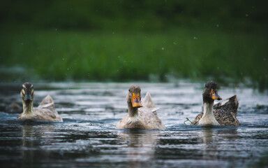 ducks on the lake