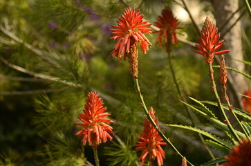 Blooming aloe vera. Large flowers of a medicinal plant.