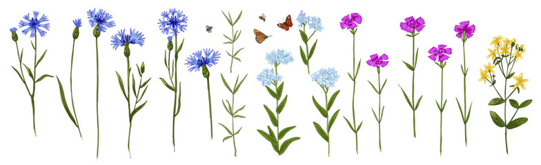 Wild herbs. Wildflowers in summer. Red poppies, cornflowers, forget-me-nots, yellow buttercups, ferns, butterflies, bees