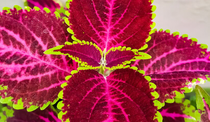 Coleus blumei Painted nettle nature plant leaf