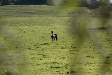 Schöne Pferde auf der herbstlichen Weide