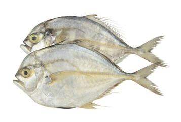 Two raw threadfin pompano fishes isolated on white background.	