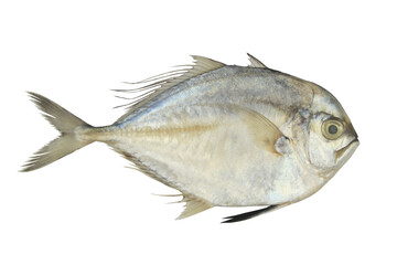 Fresh threadfin pompano fish isolated on white background	