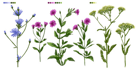 Wild flowers, chicory. Vector line color drawing. Field herbs and flowers