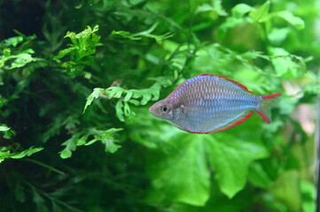 水中を泳ぐネオンドワーフレインボー（Dwarf rainbowfish）