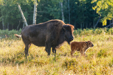 Plains bison (Bison bison bison) cow with calf in backlight, Elk Island National Park Canada - obrazy, fototapety, plakaty