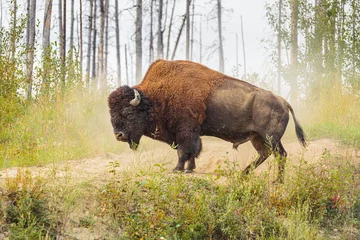 Zelfklevend Fotobehang Bizon Wood Bison bull (Bison bison athabascae) in a dusty environment