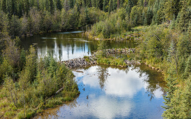 Beaver dam in a little river in the boreal forest of northern British Columbia, Canada