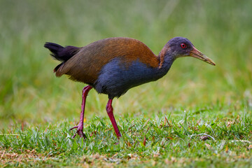 Slaty-breasted Wood-Rail (Aramides saracura)	
