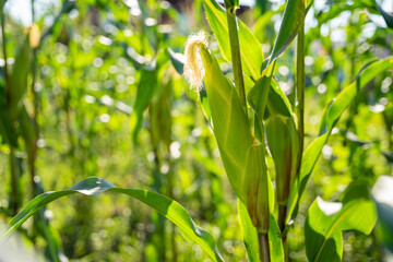 Green corn growing in the field.