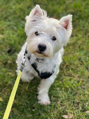 west highland white terrier