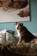 Couchhund, schöner Australien Shepherd Hund auf einer Couch