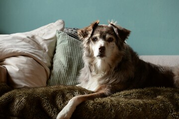 Couchhund, schöner Australien Shepherd Hund auf einer Couch