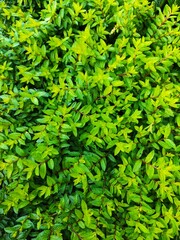 green leaves background